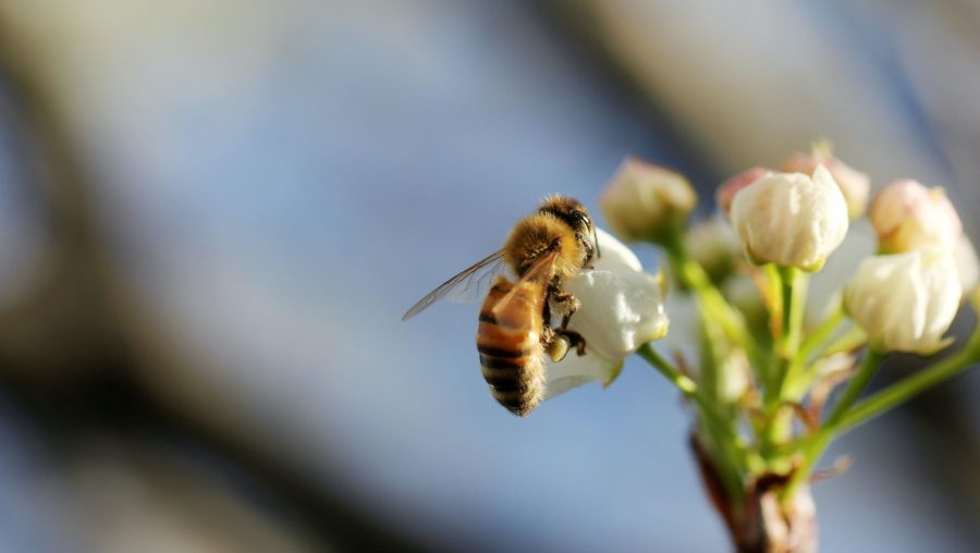 pesticides