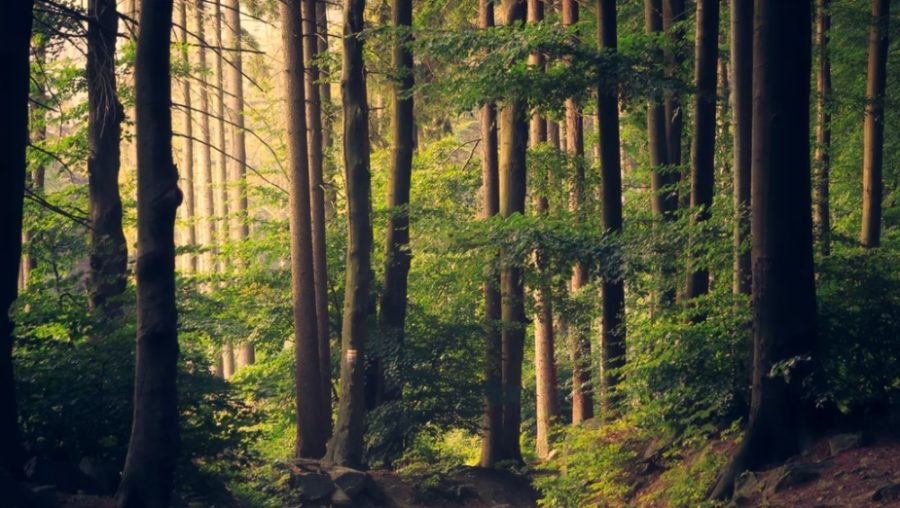 forêts changement climatique