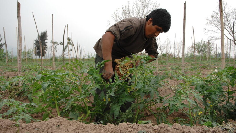 un travailleur agricole dans une exploitation de fraises