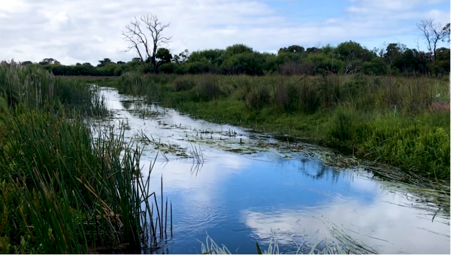 Budj Bim aquaculture