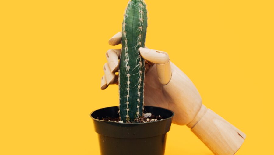 main en bois qui touche un long cactus
