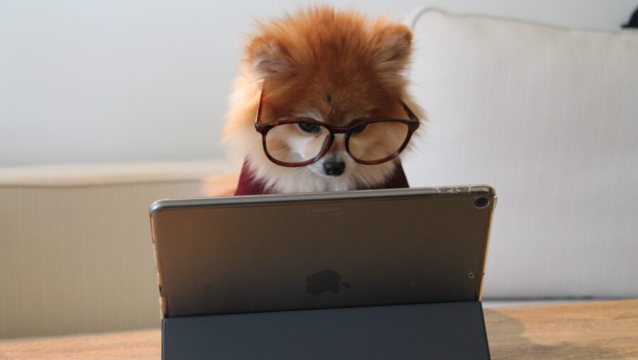chien avec des lunettes devant une tablette