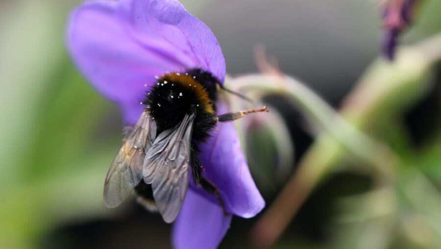 abeille qui butine